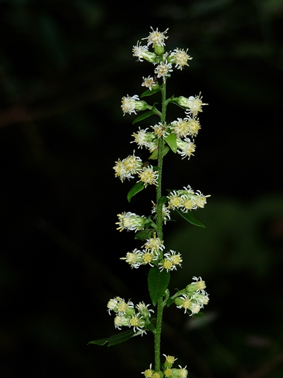 {Solidago bicolor}